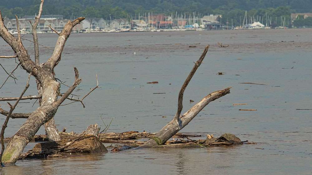 Much of the debris was big trees, root wads and limbs rolling out of the river and into Chesapeake Bay.