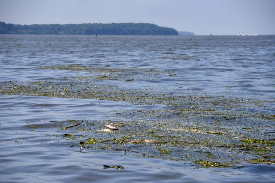 Miles of debris piled up along current lines in Chesapeake Bay when we reached Romney Creek.