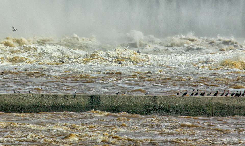 Birds wait out the flood on a wall in the middle of the river channel. 