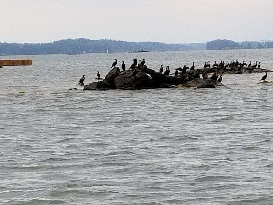Group of birds come to watch Keith catch some fish