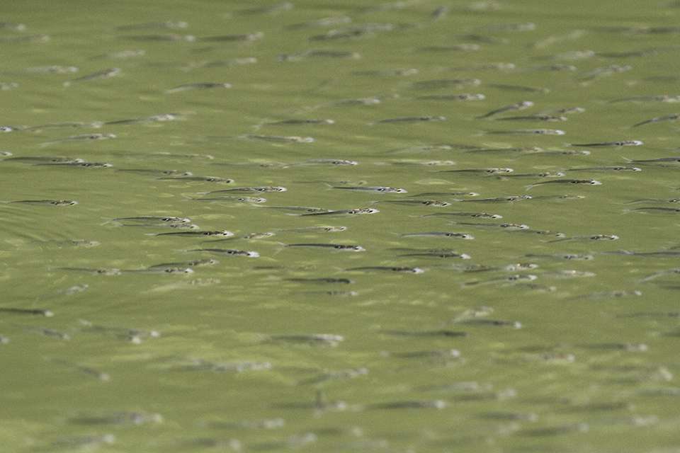 A school of shad under the surface.