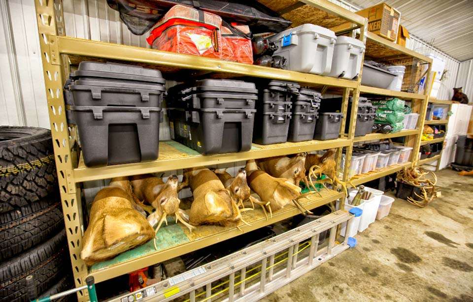 The back wall has shelving for containers and equipment and includes a whole row of yet-to-be hung deer mounts. 