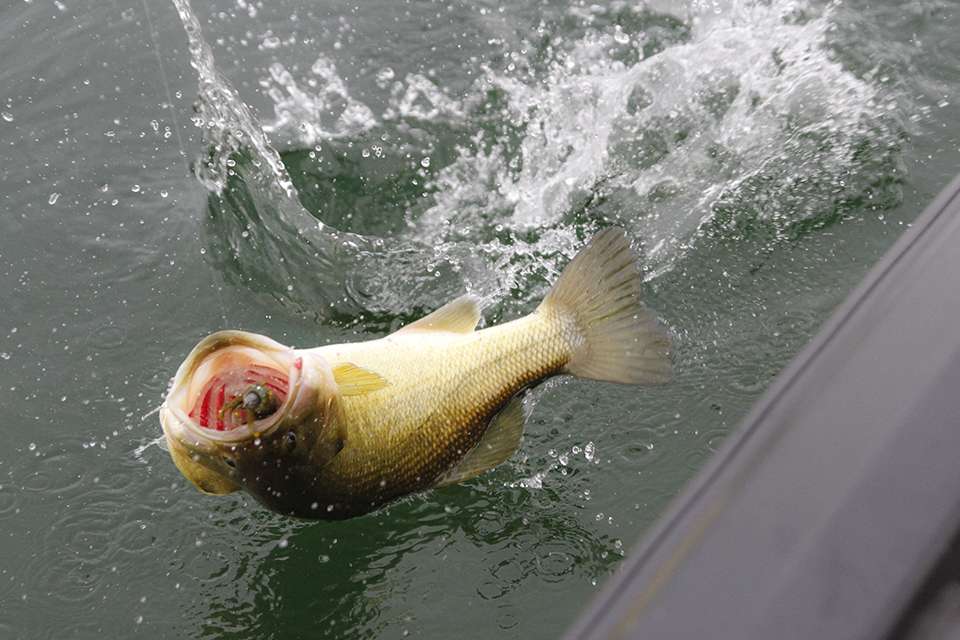 A very feisty largemouth.