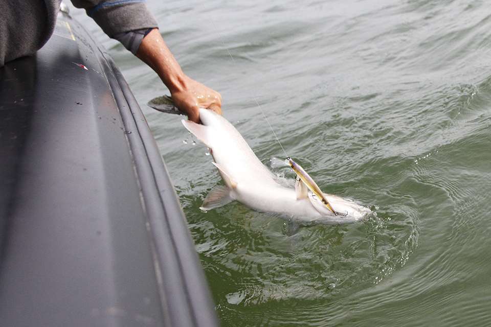 Zaldain grabs it the best way to avoid a slimy hook in the hand.