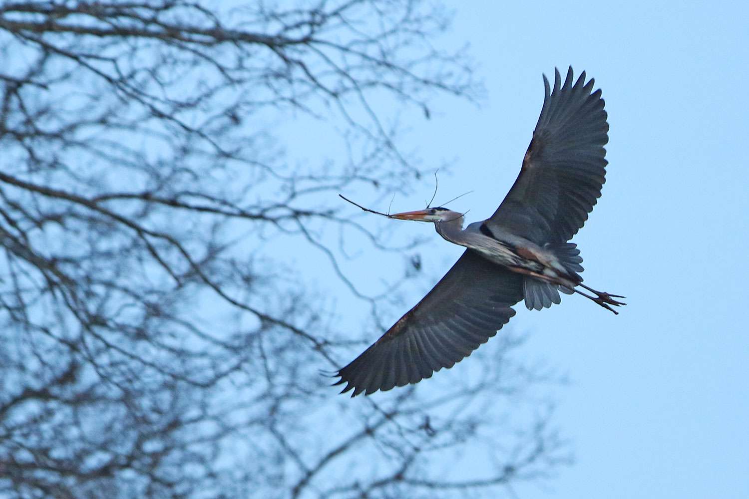 Aside from this cool great blue heron, the following are more running and gunning shots from Day 2 of the 2019 GEICO Bassmaster Classic presented by DICK'S Sporting Goods.