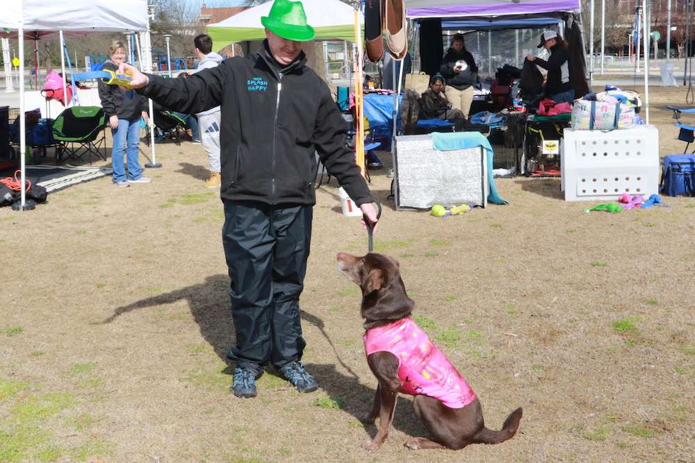 Kahlua the chocolate lab sits patiently for her trainer Jeff Wheeler.

