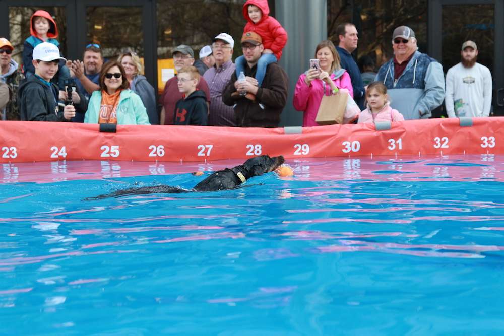 Spectators got an up-close-and-personal look at these athletic dogs.
