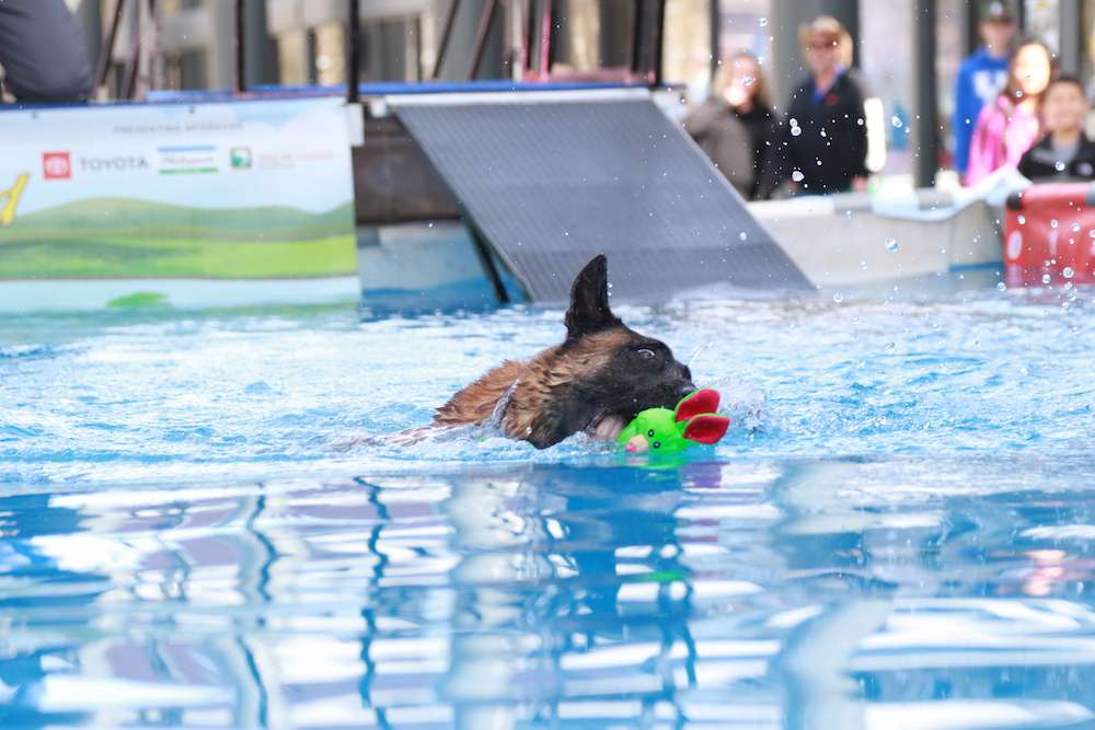 Just a dog and his bumper â in a pool.
