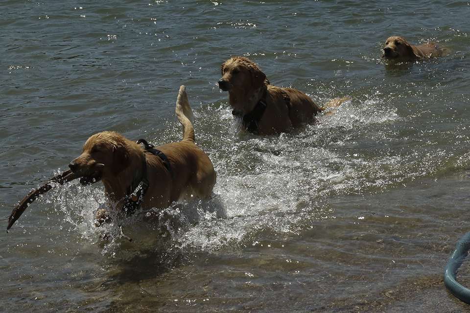  A trio of Golden Retrievers ready to see some fish weighed. 