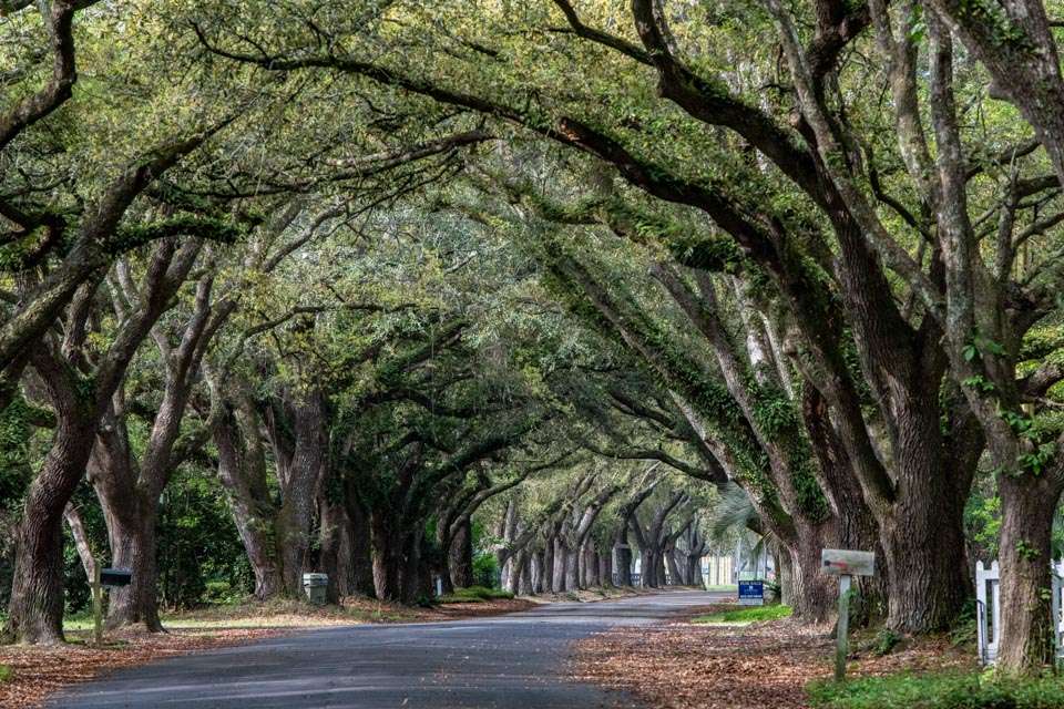 Almost every street in the historic district runs through live oak canopies. Itâs just a marvelous place to walk or drive.
