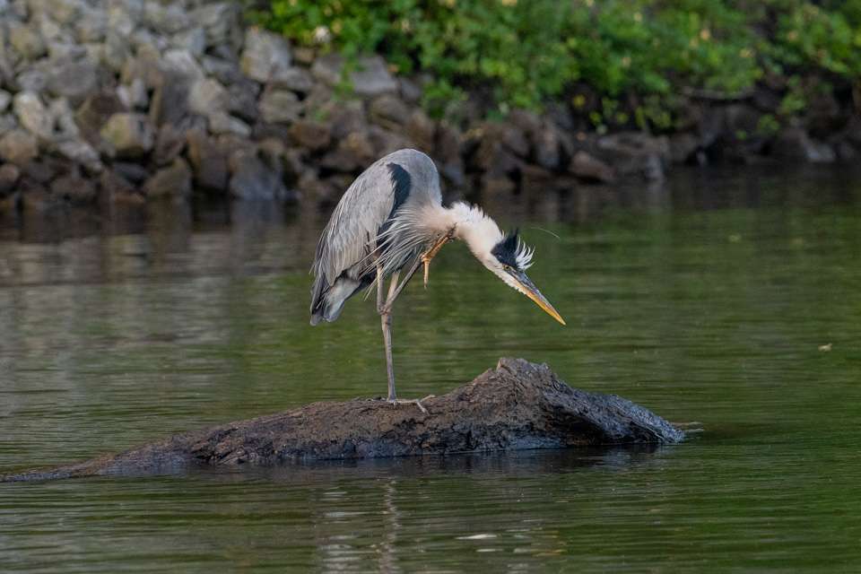 Catch up with leader John Cox as he tackles the final day of the 2019 Basspro.com Eastern Open at Lake Chickamauga!