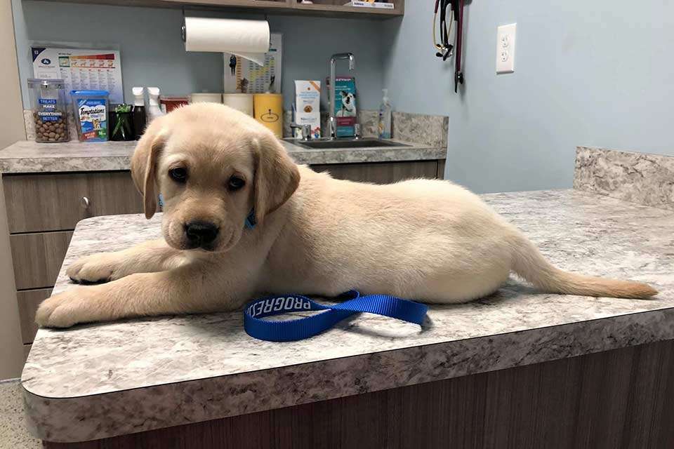 Koby Kreiger and his wife, somewhat of a professional animal rescue team, introduced a good looking pooch to the world. âEveryone say hello to KOTA! Our new family member!â