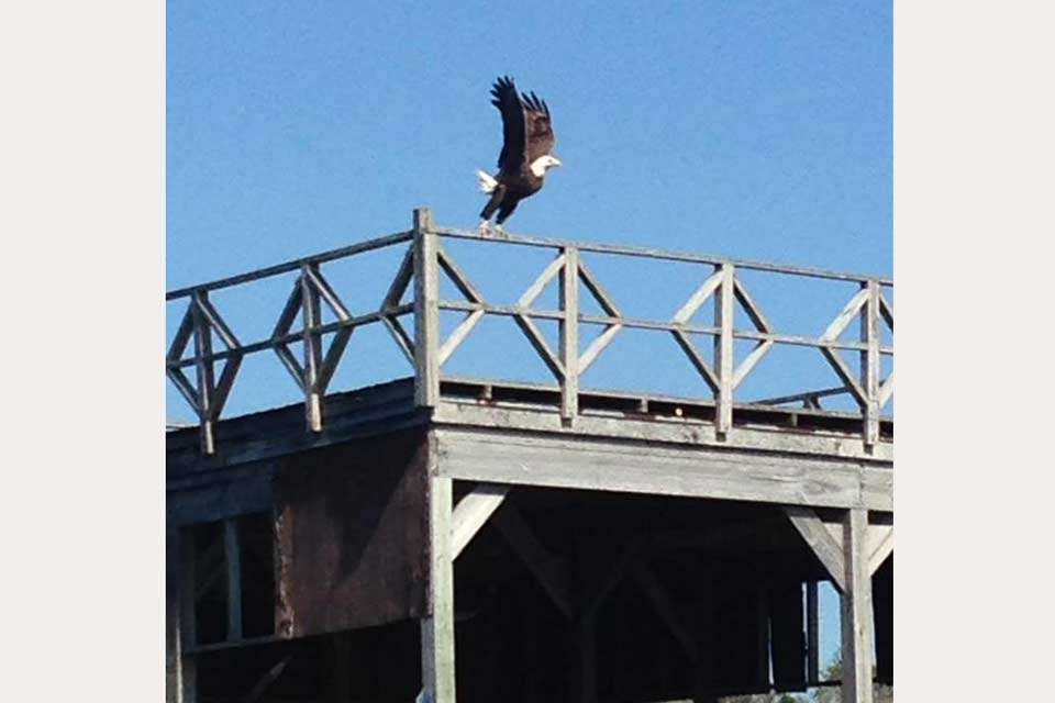 Matt Herren was thrilled to catch this eagle taking flight while out fishing. âOne of the rare times I had the cellphone ready to capture one of the awesome sites I see while I'm on the water! Love my job!â