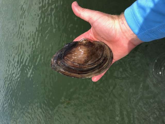 Freshwater mussel...
