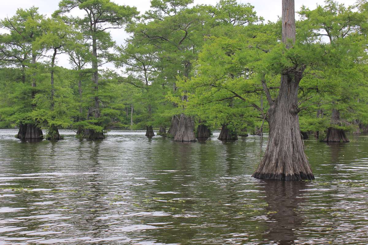 <h4>9. Caddo Lake, Texas/Louisiana </h4> <i> [25,400 acres] </i><br><br> The lake is filled with cypress trees and aquatic vegetation, providing plenty of habitat for bass to grow â and grow they do, as proved by the 16-pounder caught in 2010. A B.O.S.S. Team Trail event last April was topped with an eye-popping 31.97-pound stringer. And every team in the Top 10 weighed in more than 20 pounds.