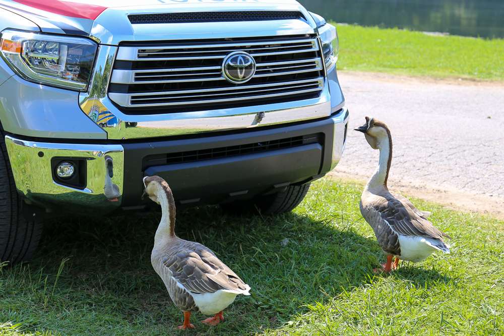 These birds just like the grill on the Toyota Tundras so they can see their reflections. 