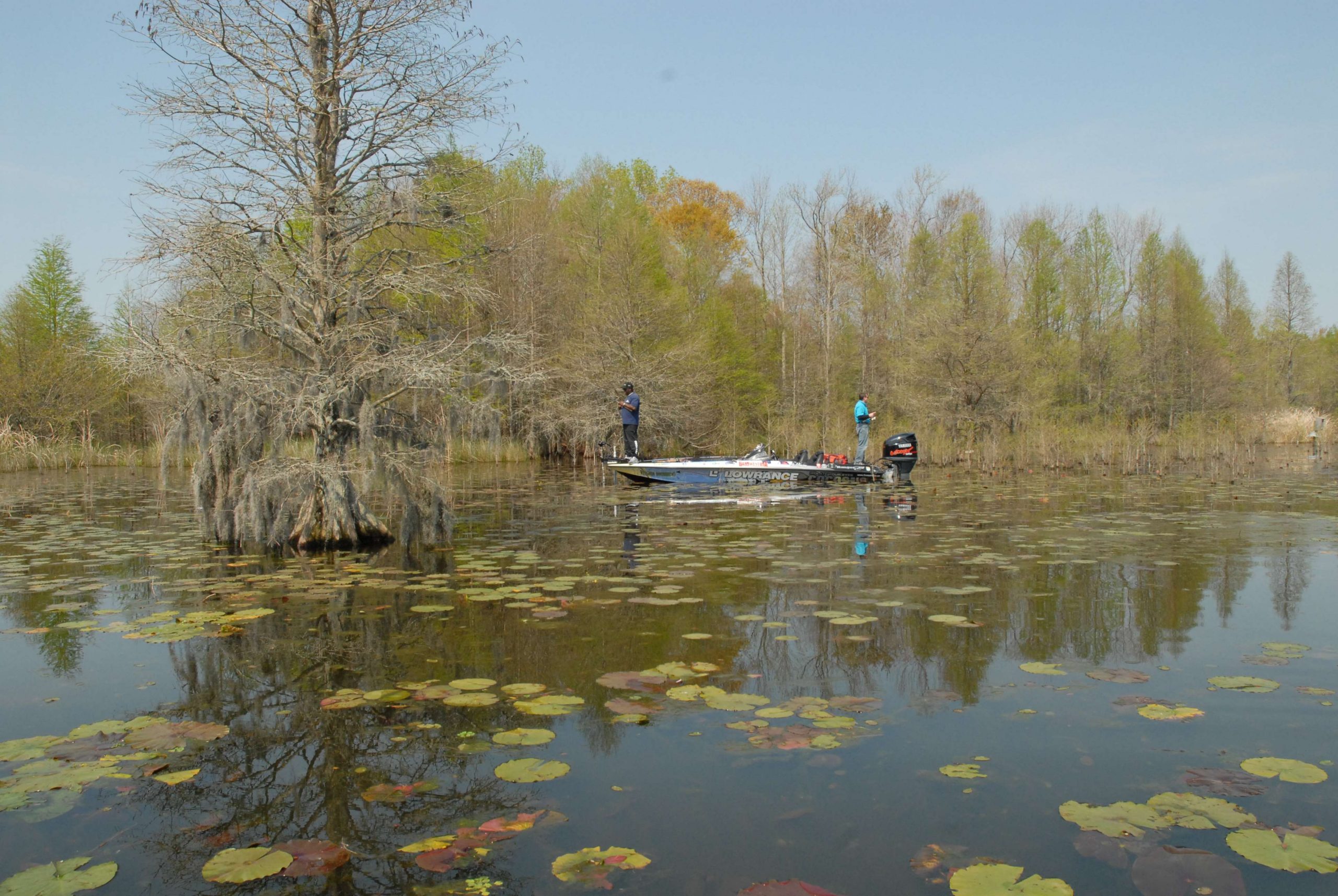 Massive lakes Marion and Moultrie, which measure 110,000 and 60,000 surface acres, respectively, have been on fire recently. A BFL event held on the Santee Cooper Lakes in March was won with five bass that weighed just over 30 pounds.