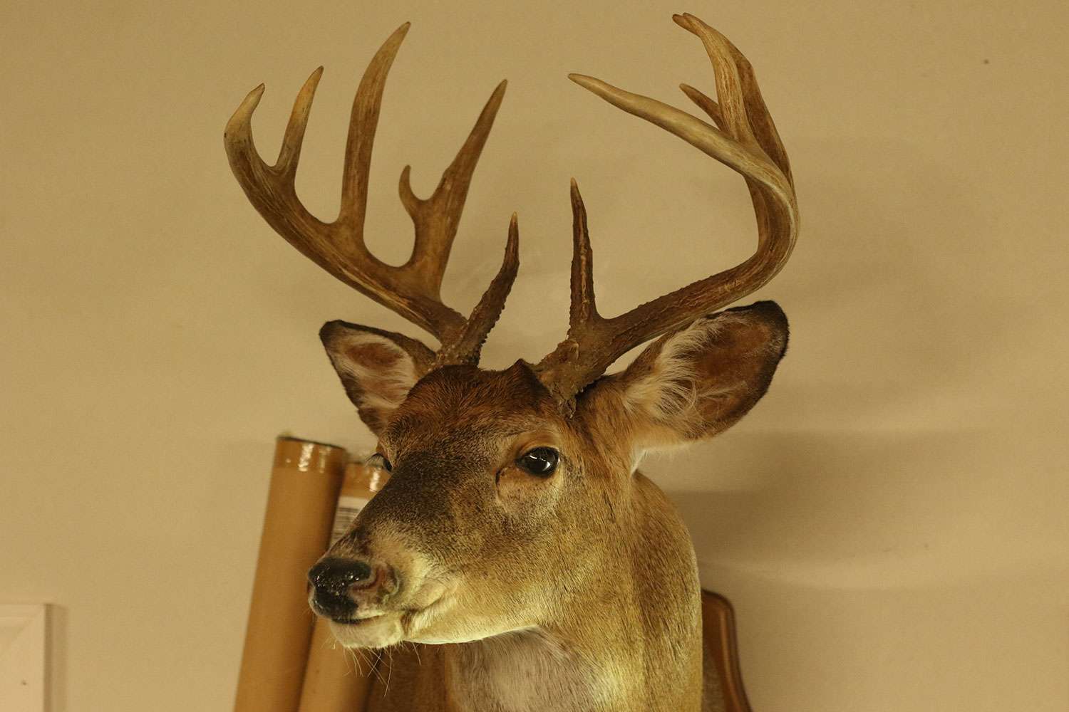 To keep with the Man Cave theme, Canterbury keeps a couple of deer heads on the wall too. This one from Illinois. 