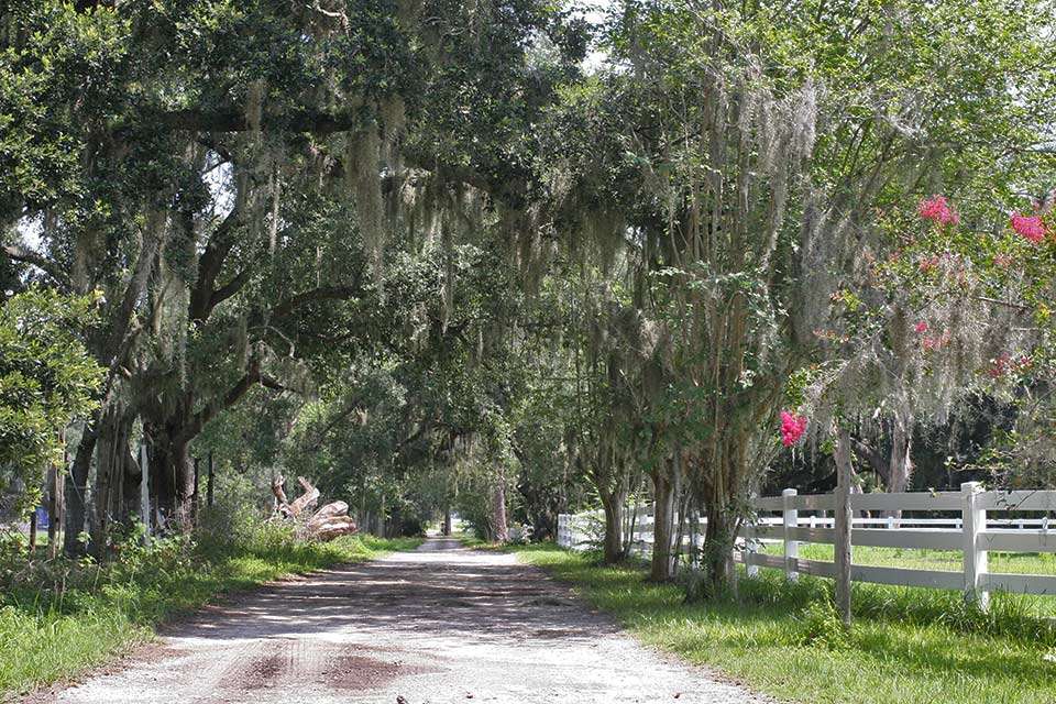 Go off the beaten path south of Orlando, Fla., to find Jesse Tacoronteâs homestead in Kissimmee, with Lake Toho just a stoneâs throw away. The road to his place has an old Florida feel.