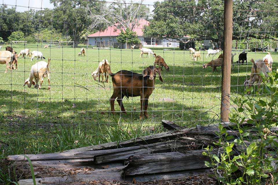 Across the way, Tacoronteâs neighbor has a herd of goats, and at least one is curious.