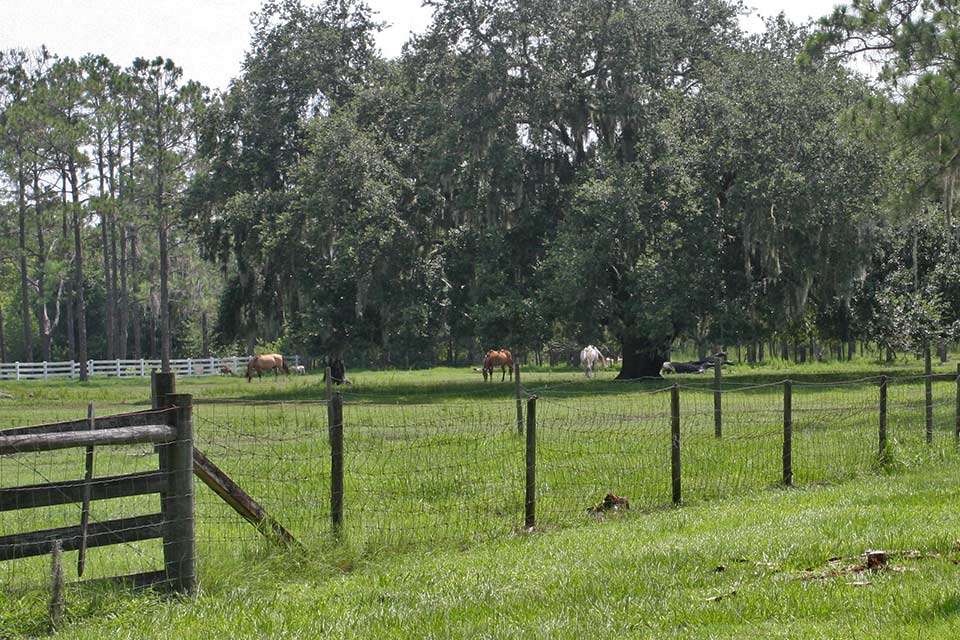 Oh, thereâs horses on his property.