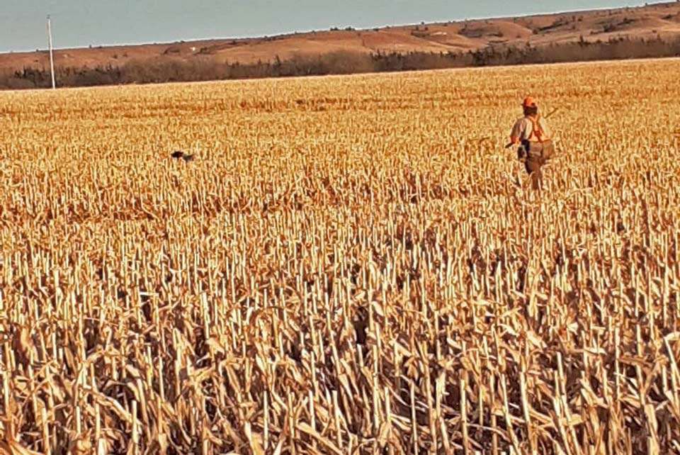 It was birds of another feather for Brad Whatley, who set out after quail in northern Kansas with his brother, Blake, and friends. âMiles and miles of nothing but rolling plains as far as you can see is my heaven on earth!â
