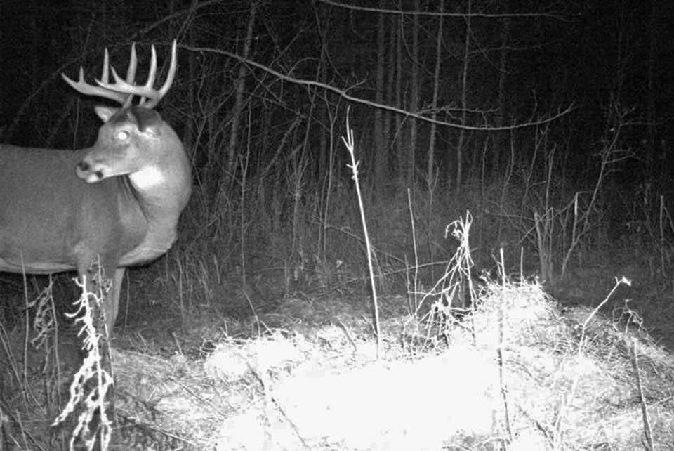 In the great white north near Kenora, Ontario, Canada, Jeff Gustafson pulled some images from his game cams in a remote area. He said a few nice deer turned up â¦