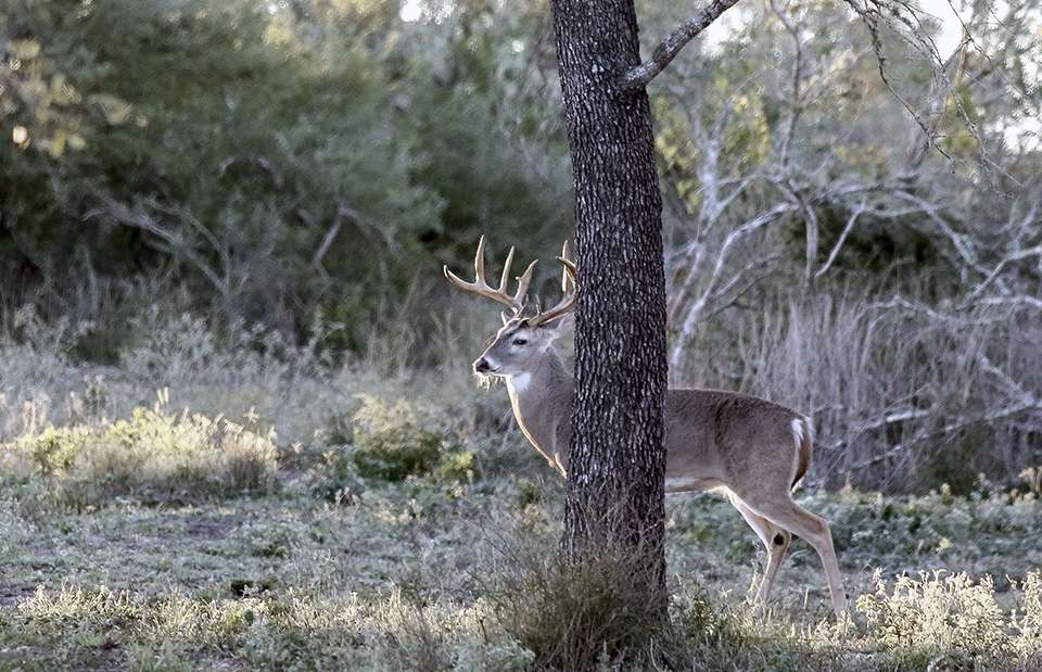 See the special deer at Hooville Ranch that make the location so special for avid hunters.