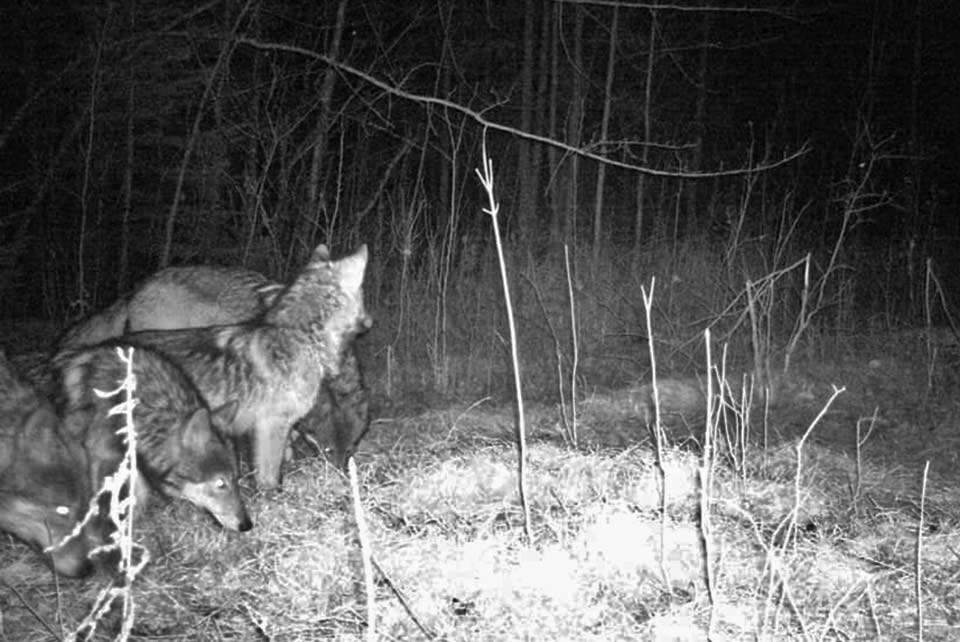 â¦ As well as a pack of wolves. âHopefully these bucks can avoid them over the winter!â