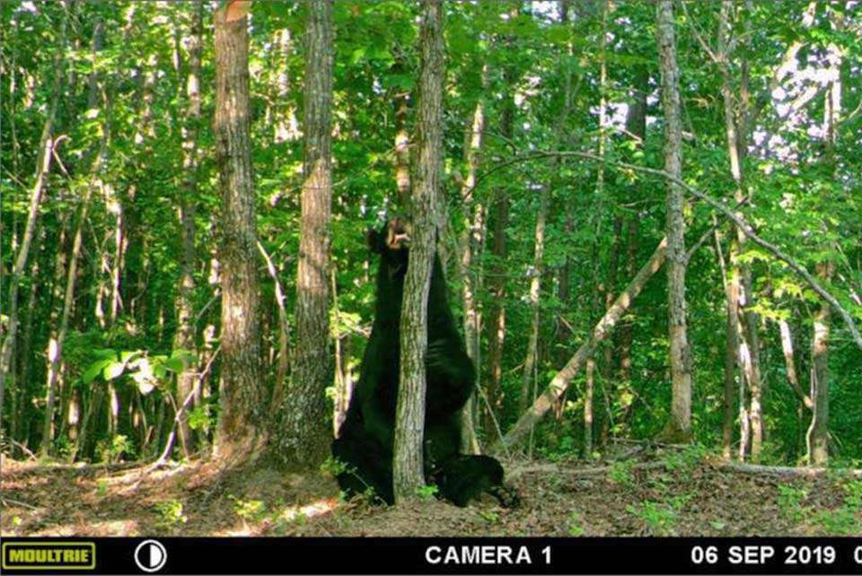 Game cam viewing was also enjoyable for Matt Arey, who posted this bear in his spread.
