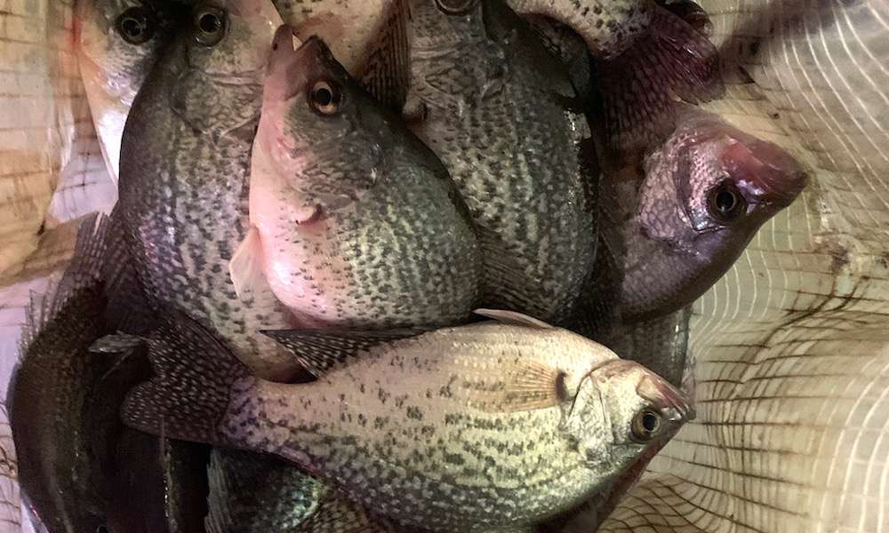 As one of the most prolific and tastiest fish in the water, crappie are a prized delicacy across the country â especially in the South.
