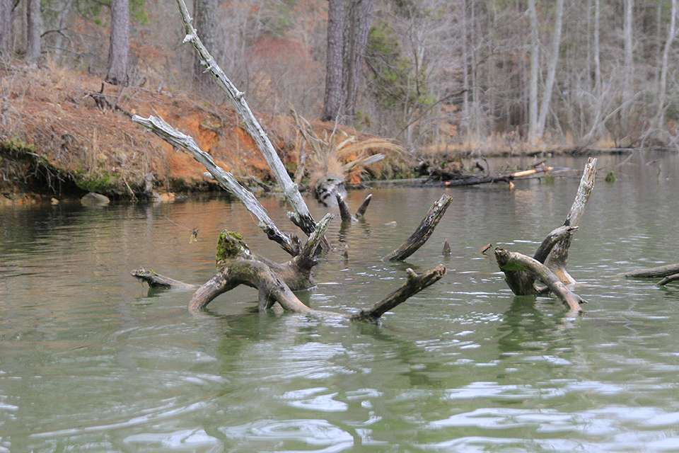There were some big trees laid down in the water to fish.