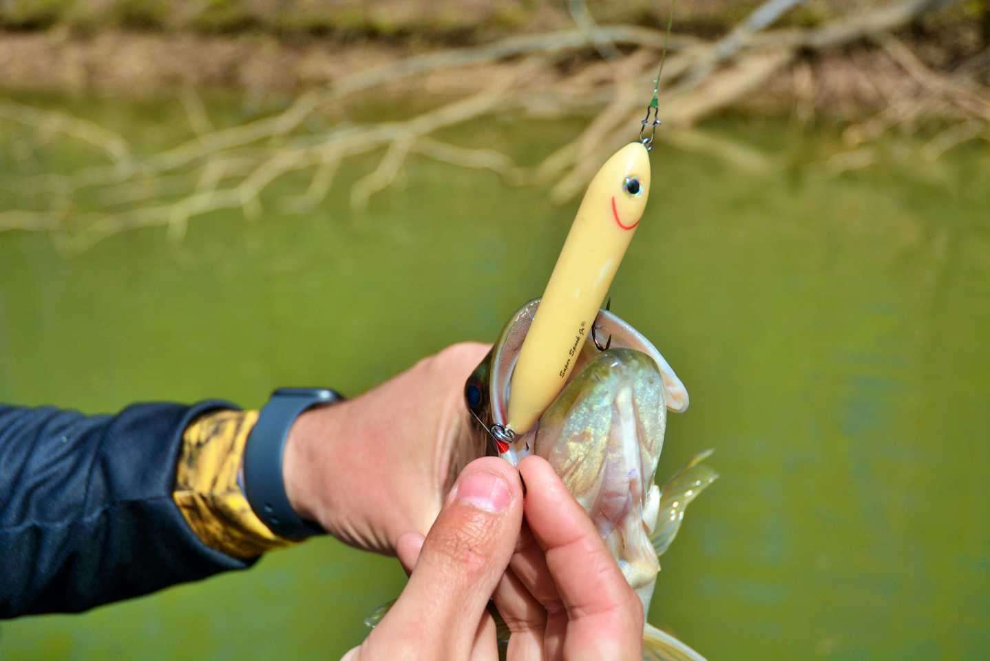 Key bait of the day is the Heddon Super Spook Jr. Lester changes the stock hooks in favor of Size 4 Mustad Round Bend Trebles for their grip strength. âI add a feathered treble to the rear, for short strikers that you can encounter especially in the spring.â Lester also gains confidence from the added strike appeal.
