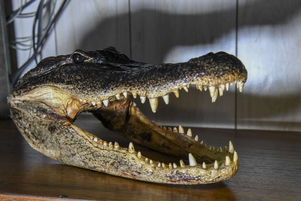 The camp he shares with his family is located in the Tunica Hills area of Mississippi, but there are signs of the familyâs South Louisiana heritage tucked in different corners of the camp. This alligator head sits beneath the TV.