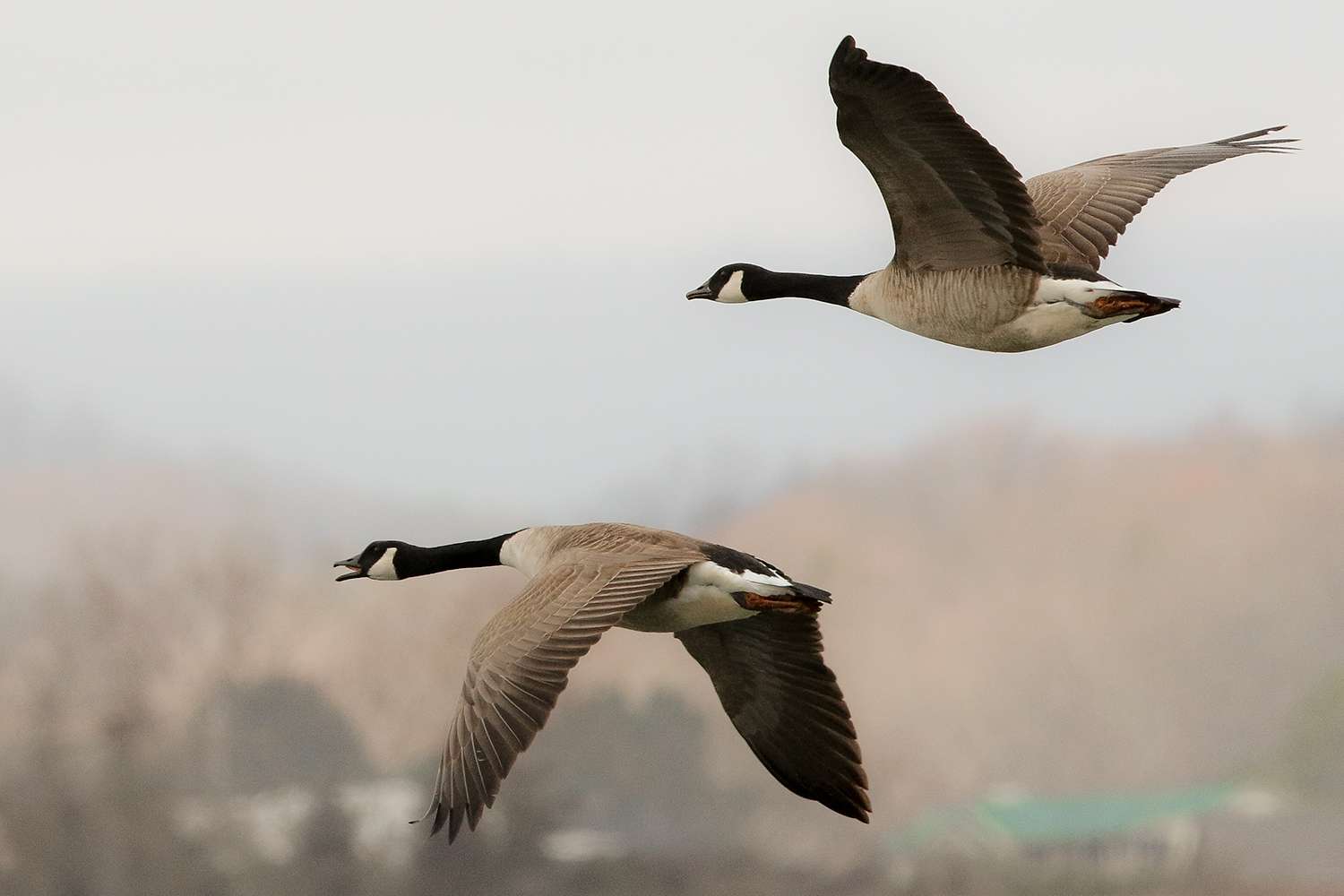 More Canada geese at Cherokee, 2017.
<p>
I won't claim to be a bird expert, so if you see a bird named incorrectly, or unnamed, period, let us know the slide number and correct species name in the comments below. 