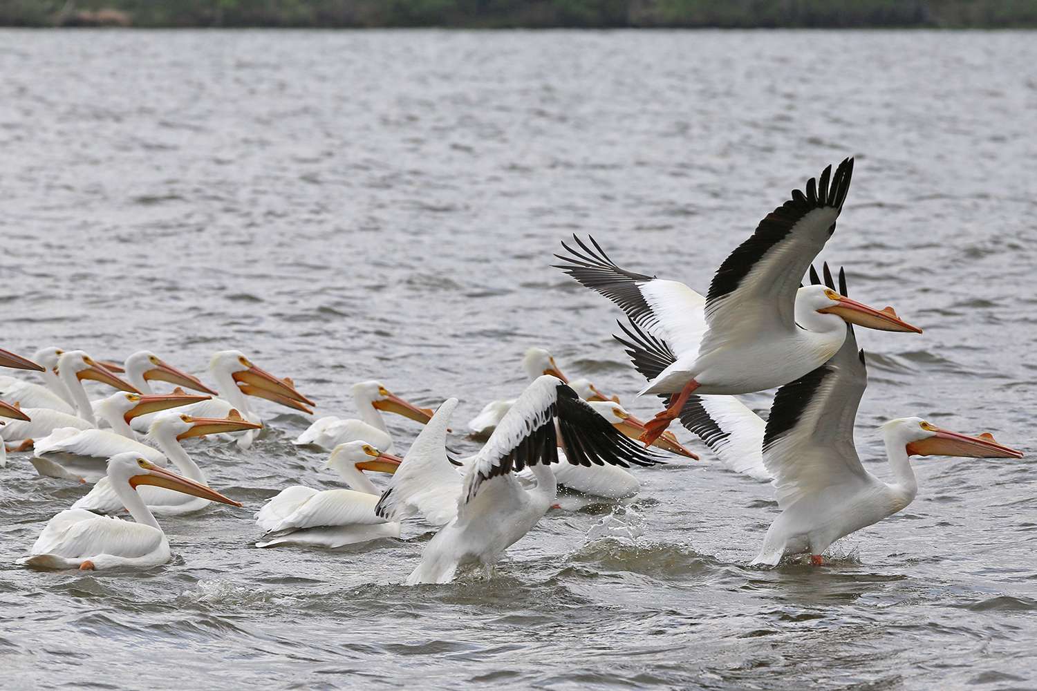 American white pelican, Bassmaster Classic, Lake Conroe, 2017.