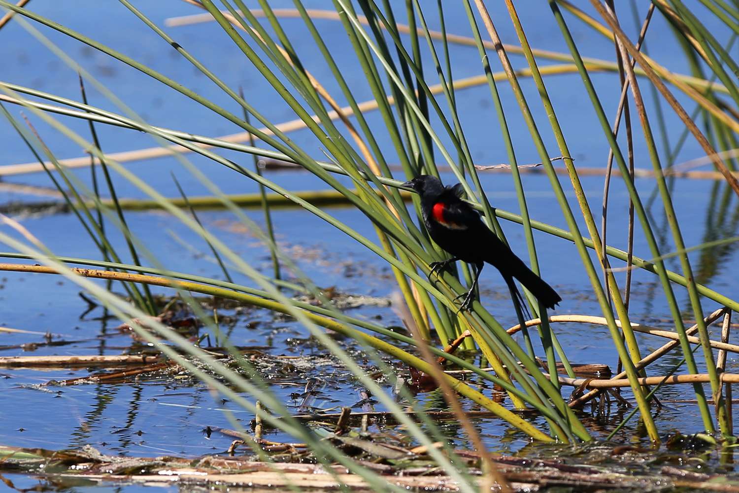 Red-winged blackbird, Bassmaster Elite, Lake Okeechobee, 2017.