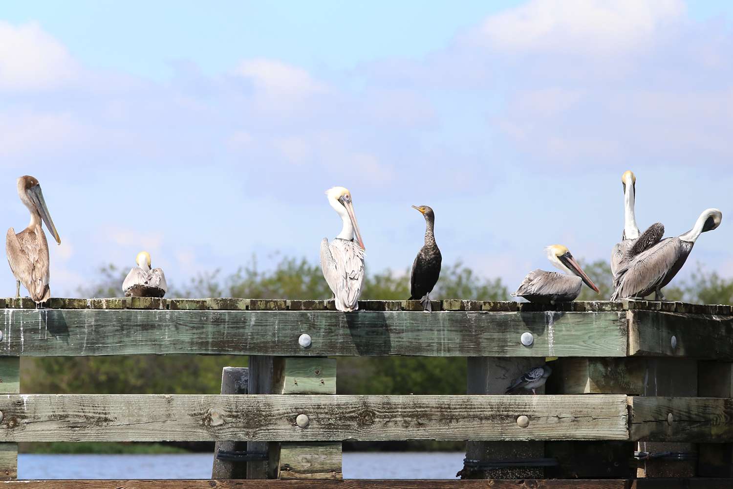 Assorted pelicans and a cormorant? Bassmaster Elite, Lake Okeechobee, 2017. 