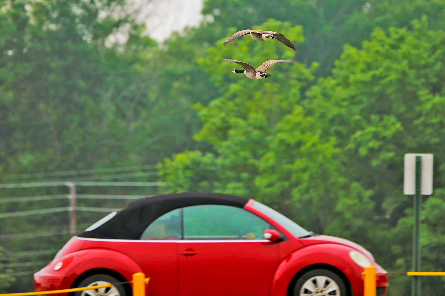 Canada geese buzzing a VW bug. Ross Barnett Bassmaster Elite 2017.