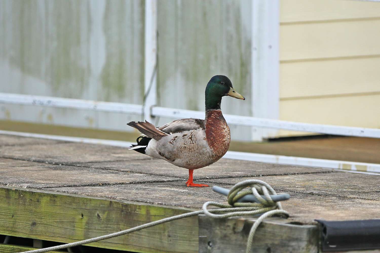 Drake mallard duck, and yes he has two legs. Can anyone explain why many waterfowl birds stand on dry land with one leg?</p>
<p>Because the other leg is tired ...</p>