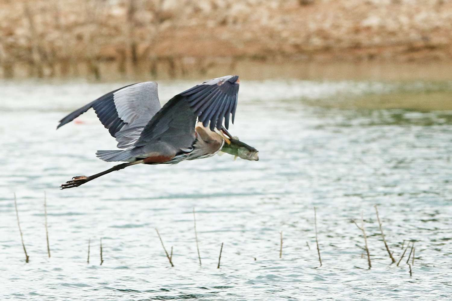 Great blue heron, Lake Travis, Texas Fest, 2018. He has his limit of bass skewered with his beak.