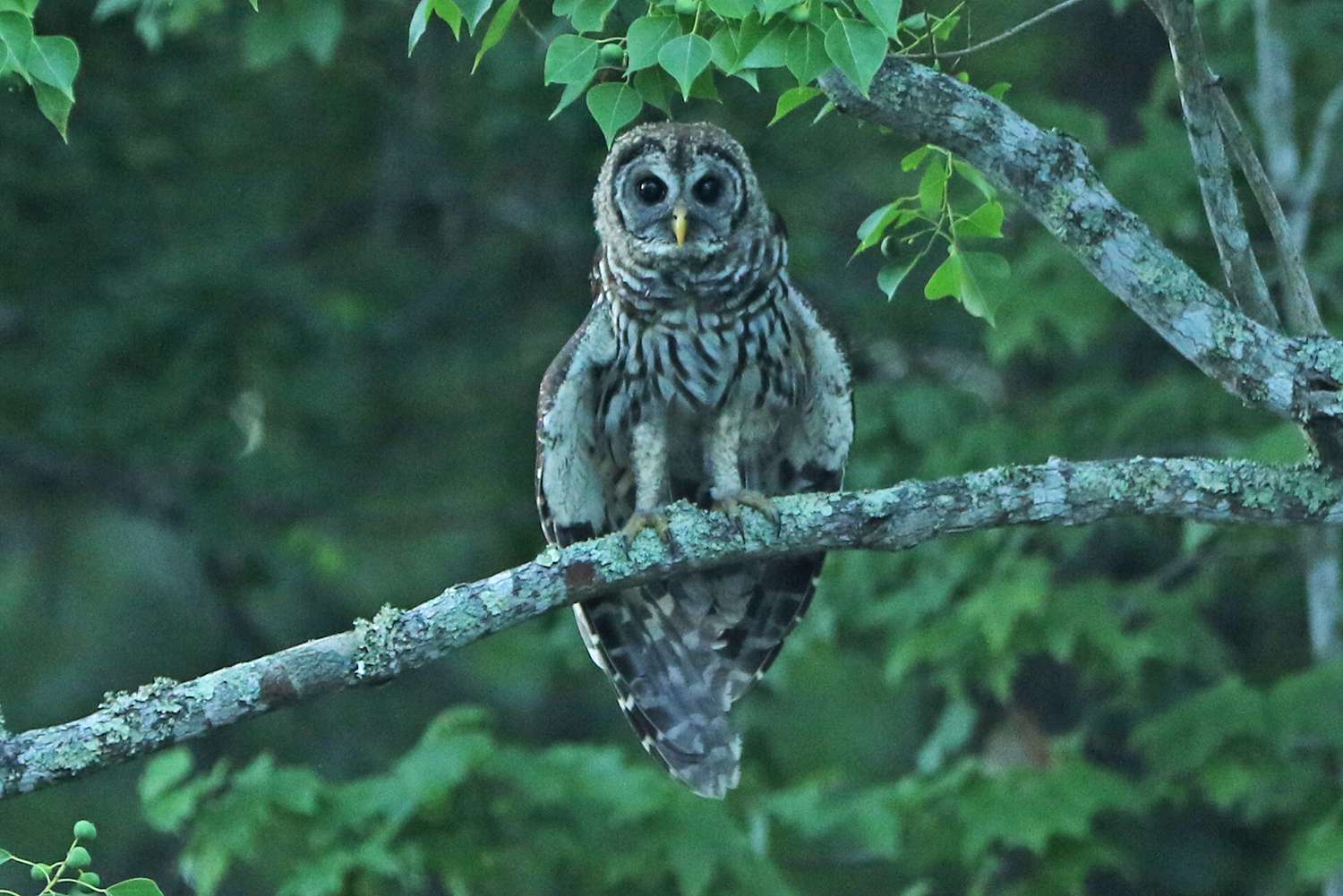 Barred owl at Sabine River, 2018. Who Cooks For You Who Cooks For You All? #thosethatknowknow