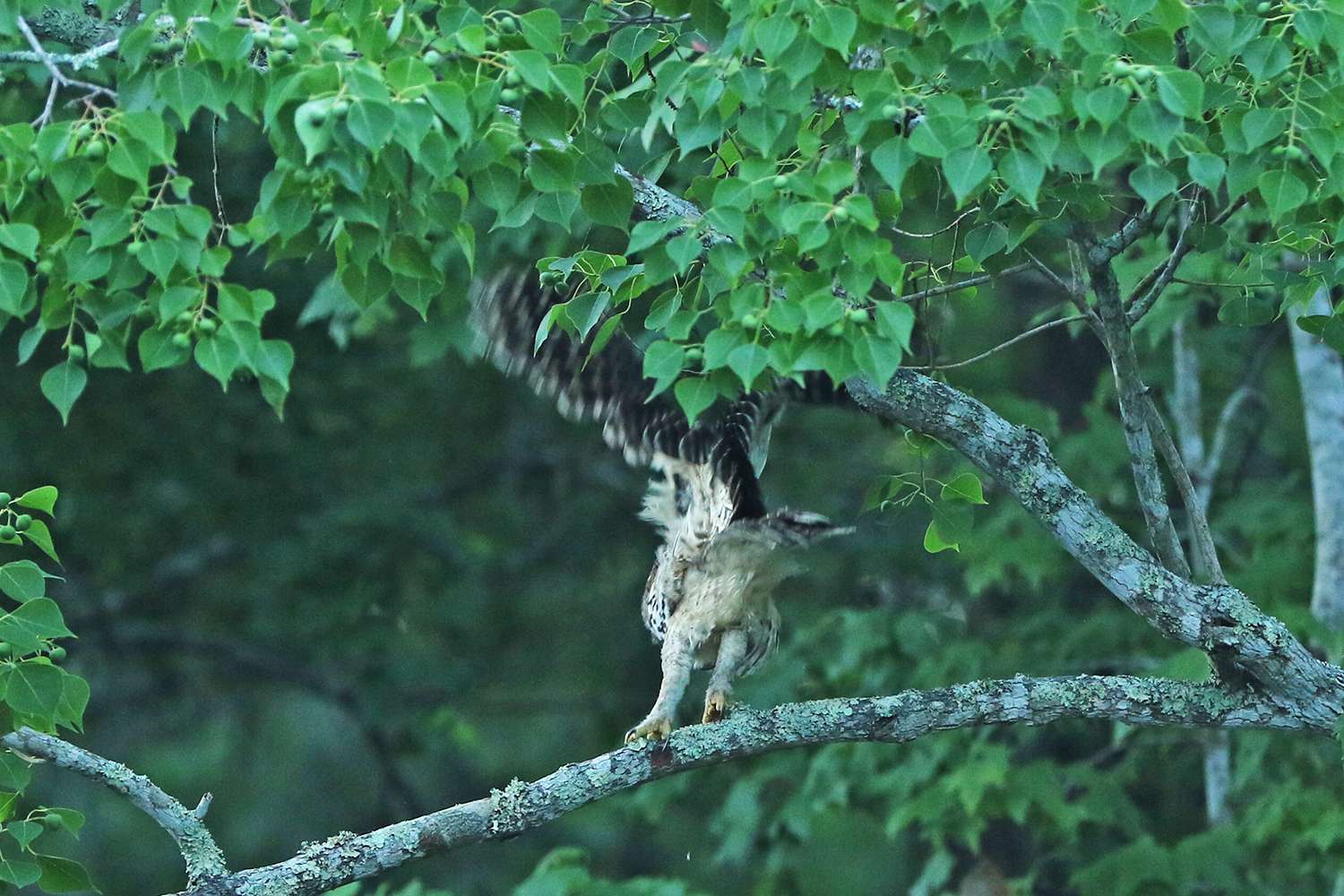 Barred owl, Sabine River 2018.