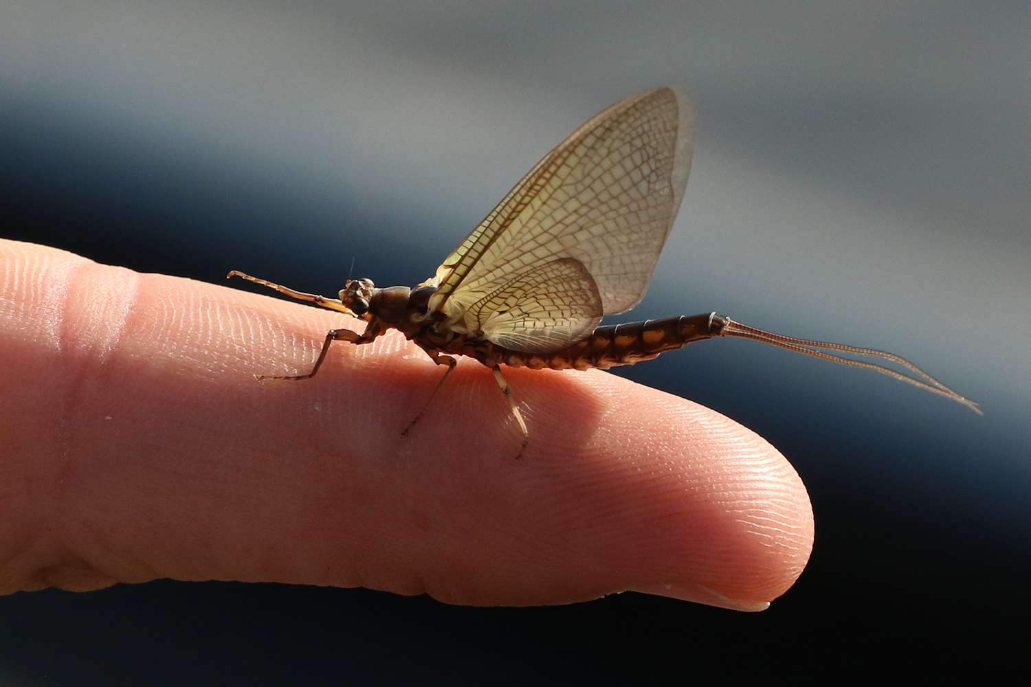 Bird food? This is a mayfly, which are known to hatch in extraordinary numbers along the Upper Mississippi River near LaCrosse, Wisc. Such large numbers that A) they show up on weather radars and B) they break out the snow plows to push them off the roads after they die in piles. It's an impressive phenomenon in that part of the country. 