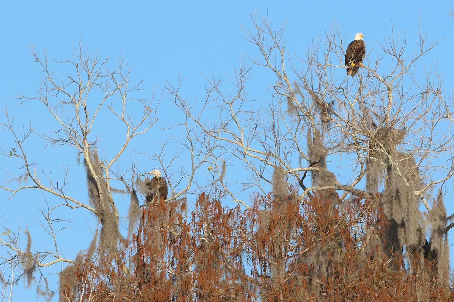 Bald eagles, St. Johns River, 2019.