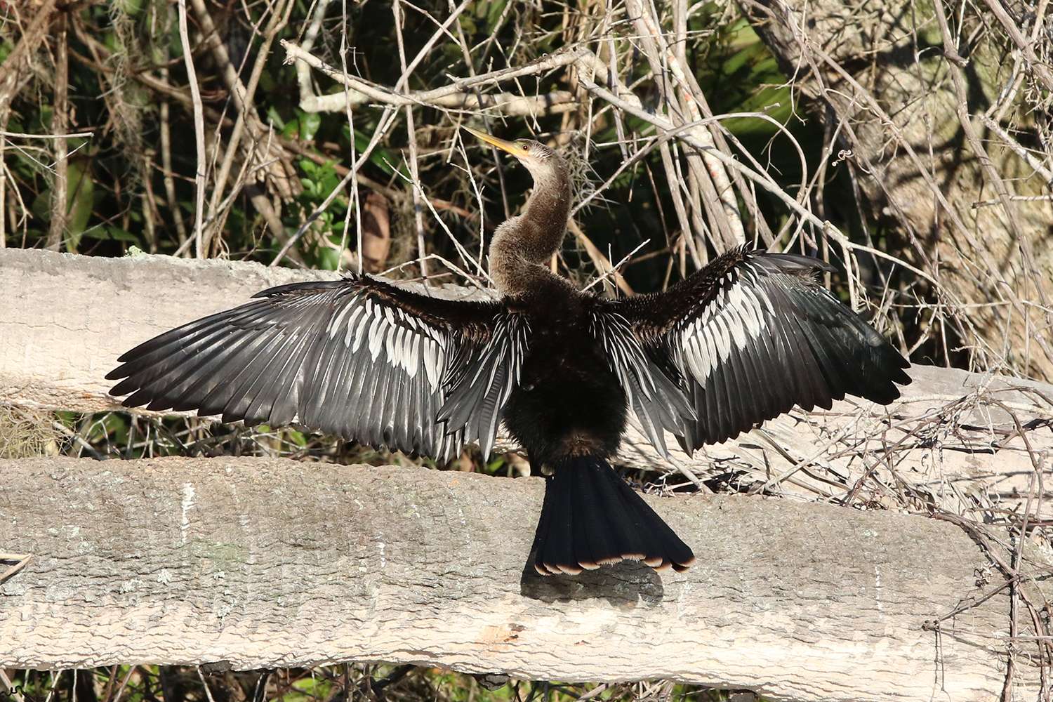 Another cormorant, St. Johns River, 2019.