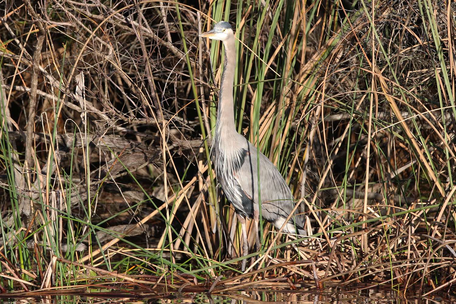 Great blue heron, St. Johns River, 2019.
