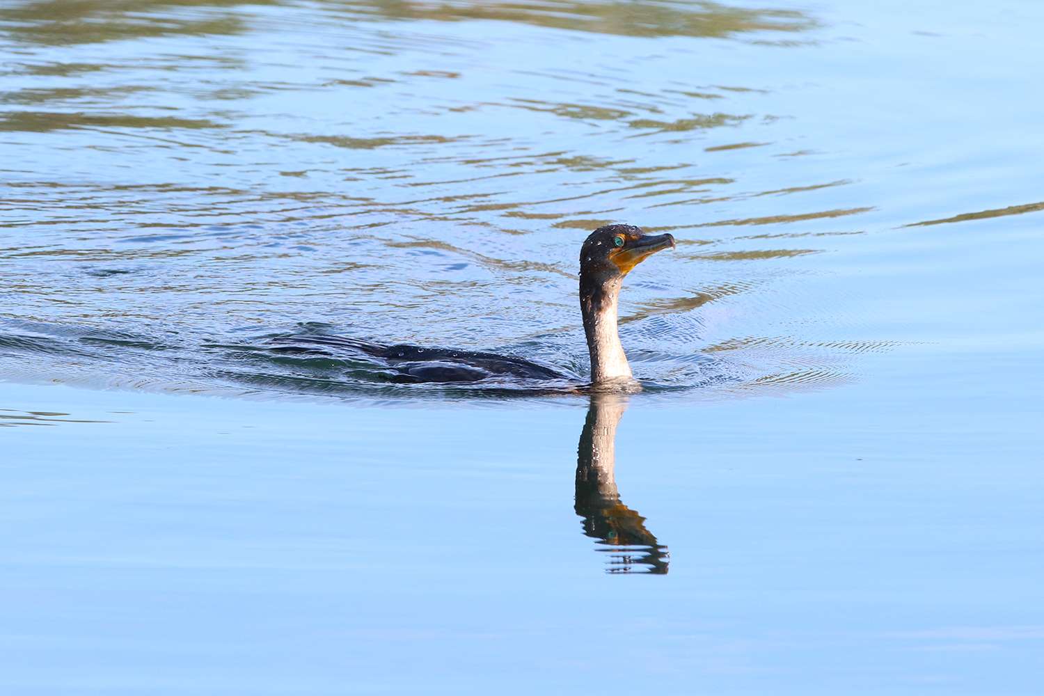 Swimming cormorant, St. Johns River, 2019.