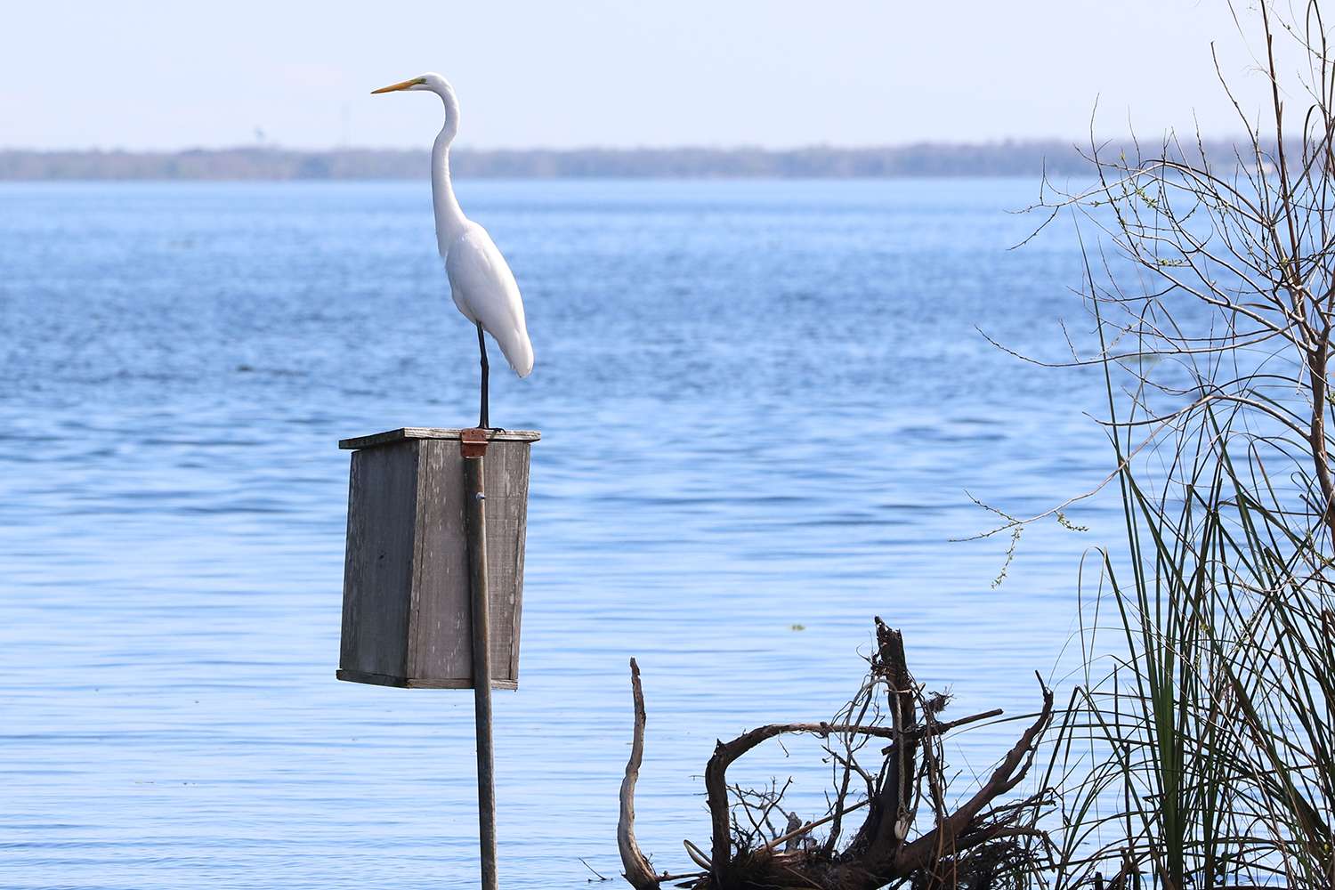 Egret standing on a wood duck box, St. Johns River, 2019.