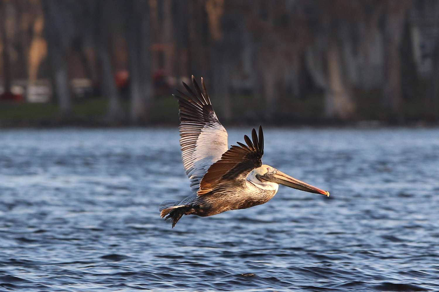 Brown pelican, St. Johns River, 2019.
